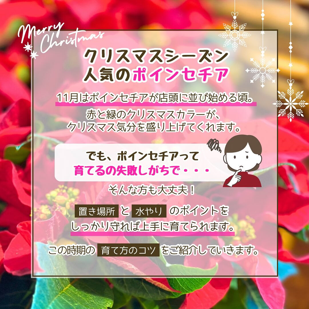 11月の園芸作業は「ポインセチアを楽しむ」です🎄