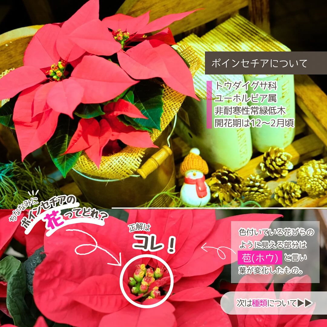 11月の園芸作業は「ポインセチアを楽しむ」です🎄