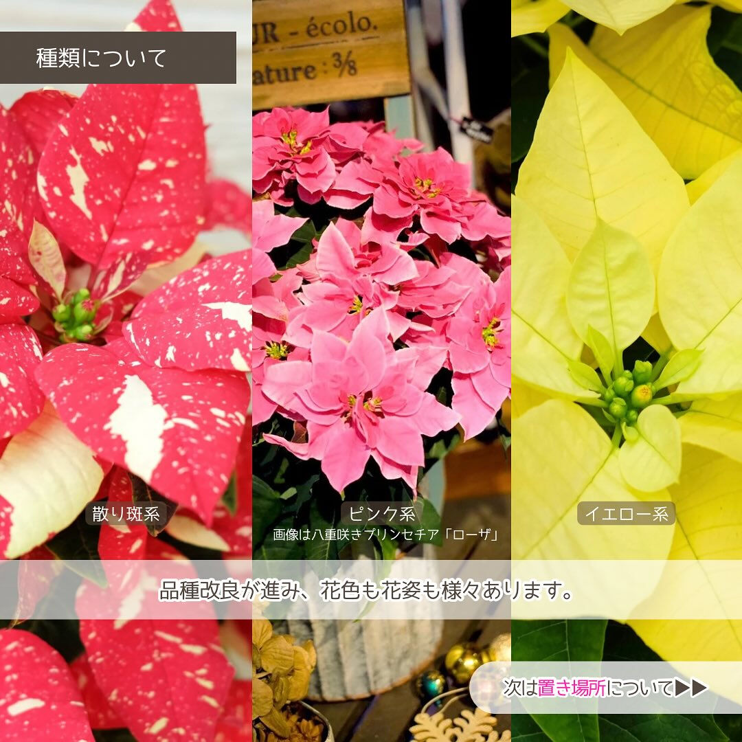 11月の園芸作業は「ポインセチアを楽しむ」です🎄