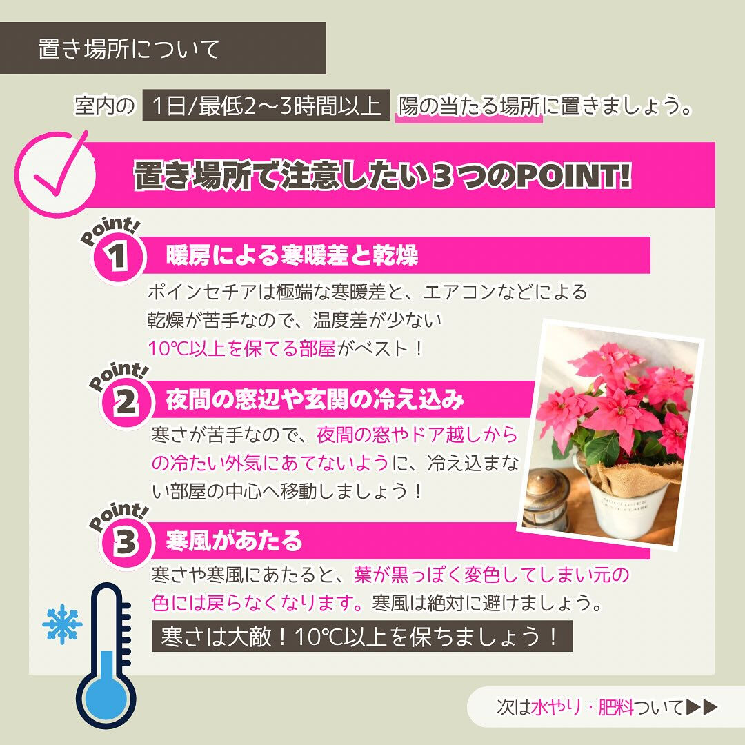 11月の園芸作業は「ポインセチアを楽しむ」です🎄
