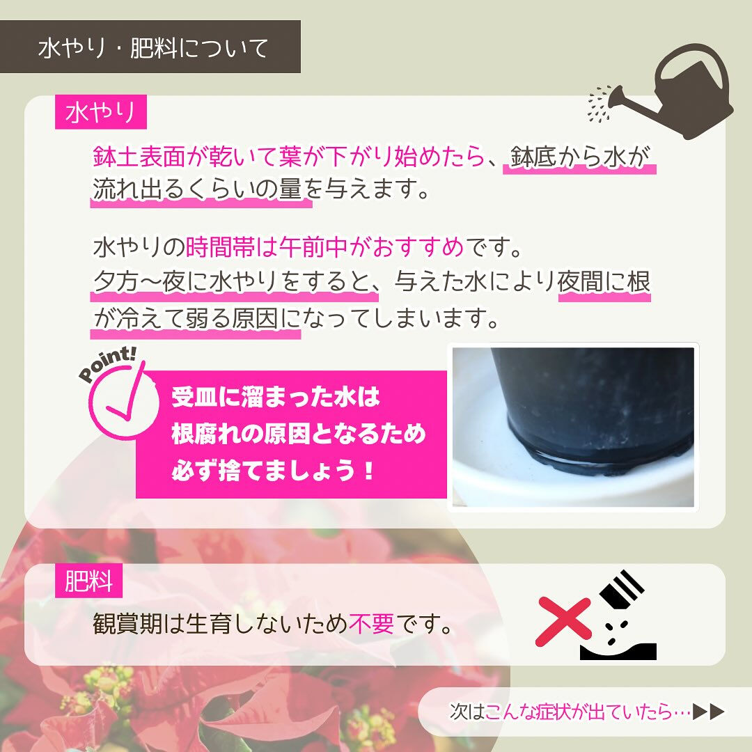 11月の園芸作業は「ポインセチアを楽しむ」です🎄
