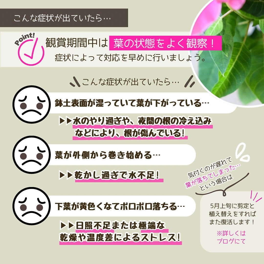 11月の園芸作業は「ポインセチアを楽しむ」です🎄