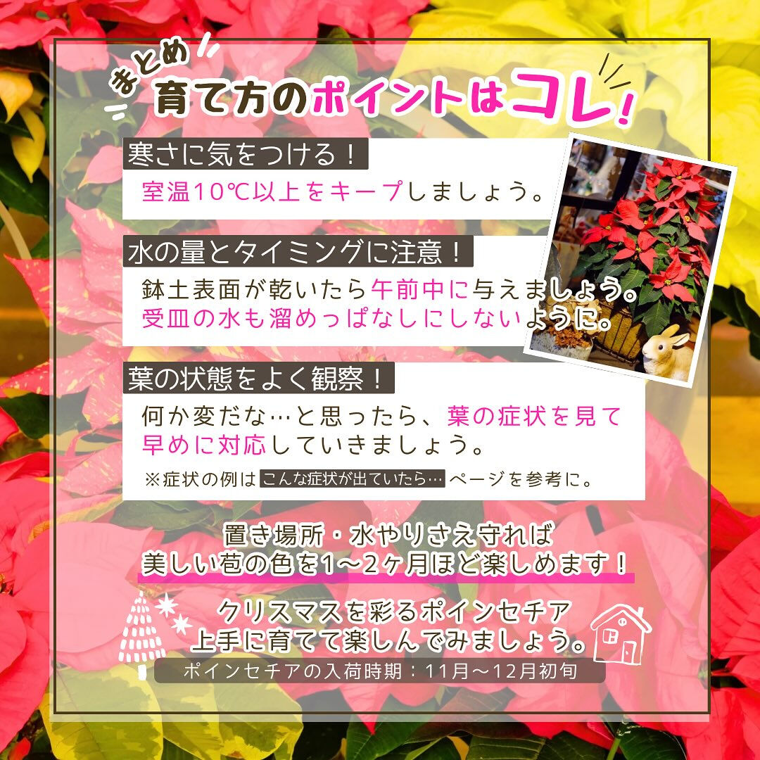 11月の園芸作業は「ポインセチアを楽しむ」です🎄