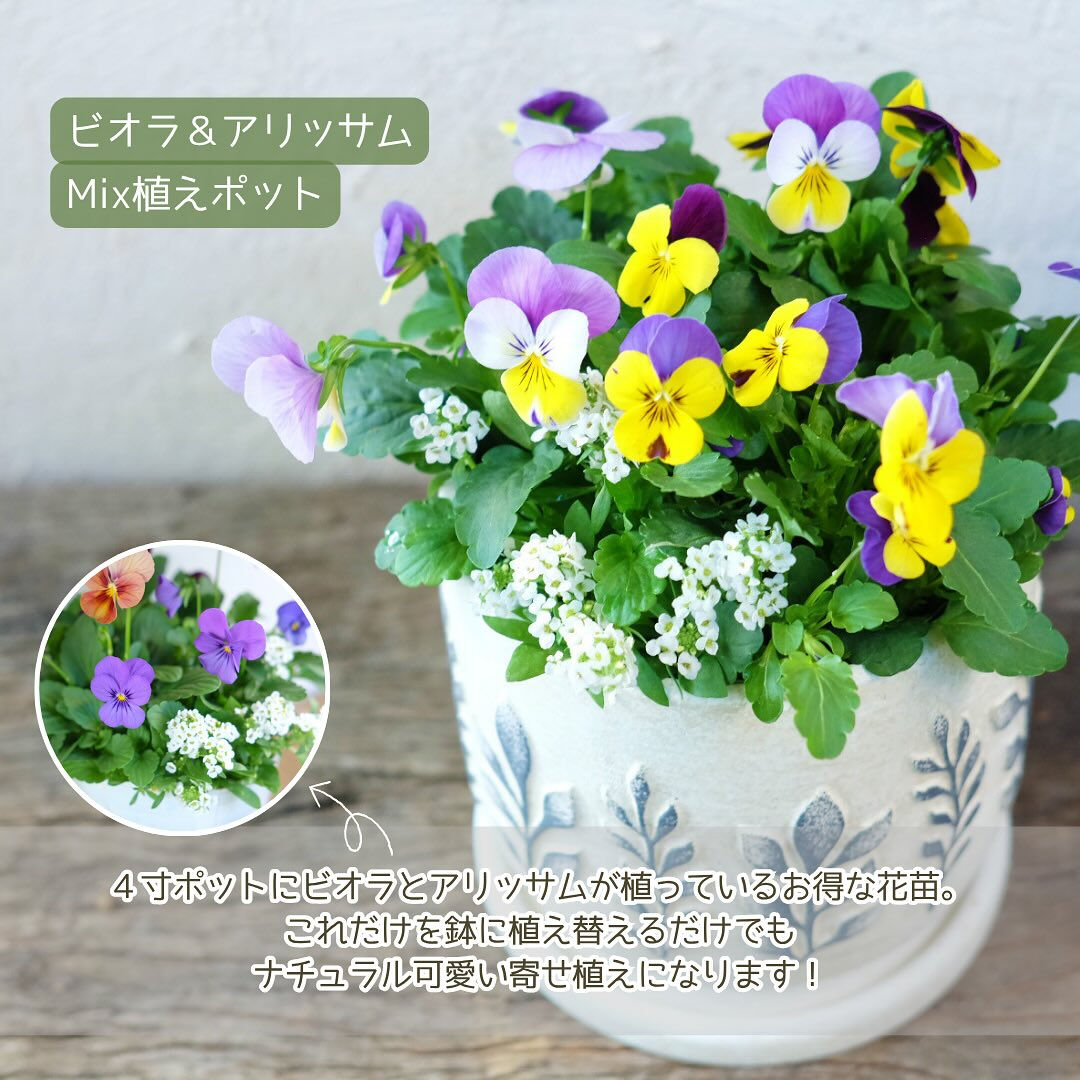 今日は日差しが暖かく秋冬ガーデニング日和！