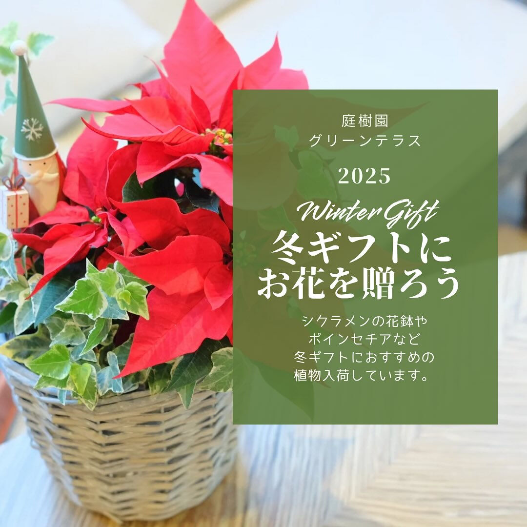 お歳暮やクリスマスなどのウィンターギフトにお花を贈りませんか