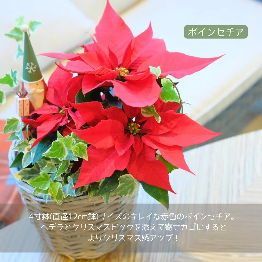 お歳暮やクリスマスなどのウィンターギフトにお花を贈りませんか