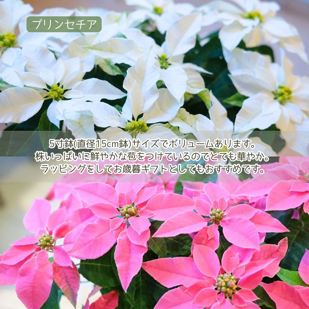 お歳暮やクリスマスなどのウィンターギフトにお花を贈りませんか
