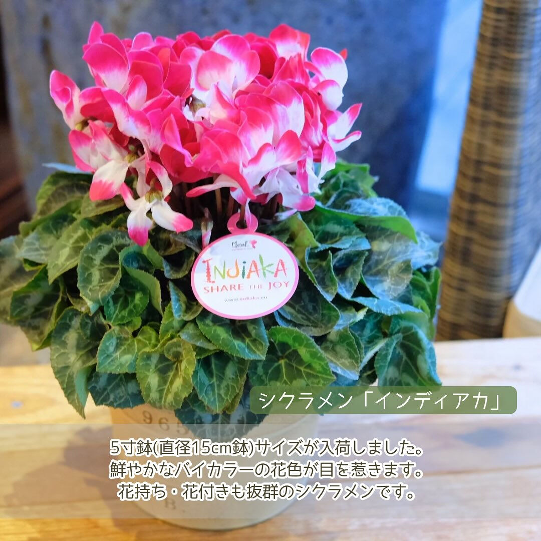 お歳暮やクリスマスなどのウィンターギフトにお花を贈りませんか