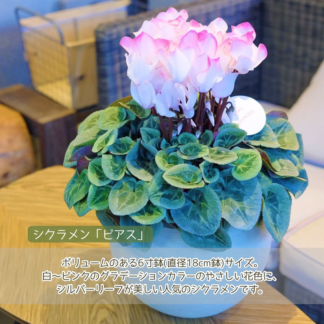 お歳暮やクリスマスなどのウィンターギフトにお花を贈りませんか
