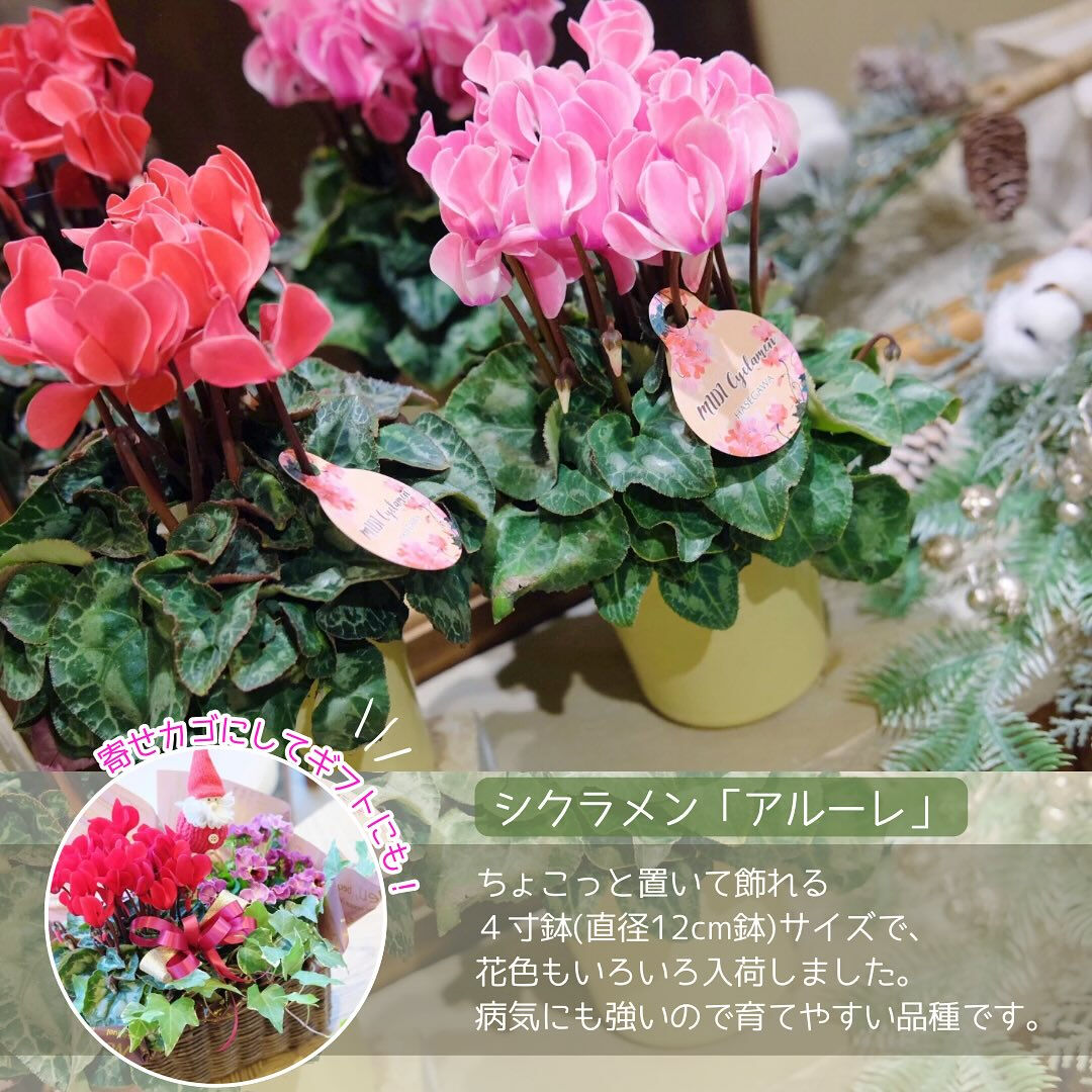 お歳暮やクリスマスなどのウィンターギフトにお花を贈りませんか
