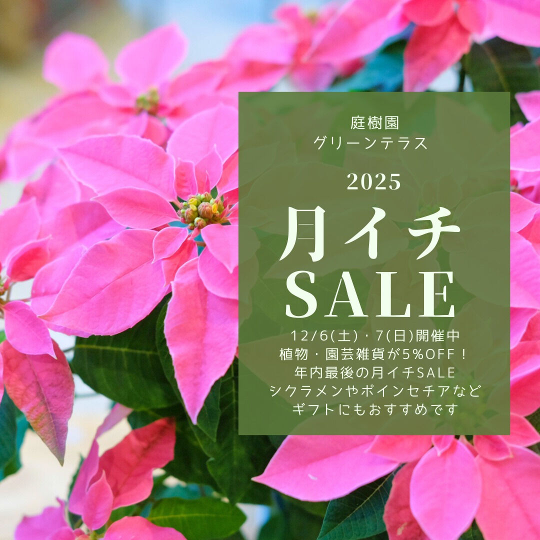 ⭐️12/6(土)・7(日)は月イチSALE⭐️