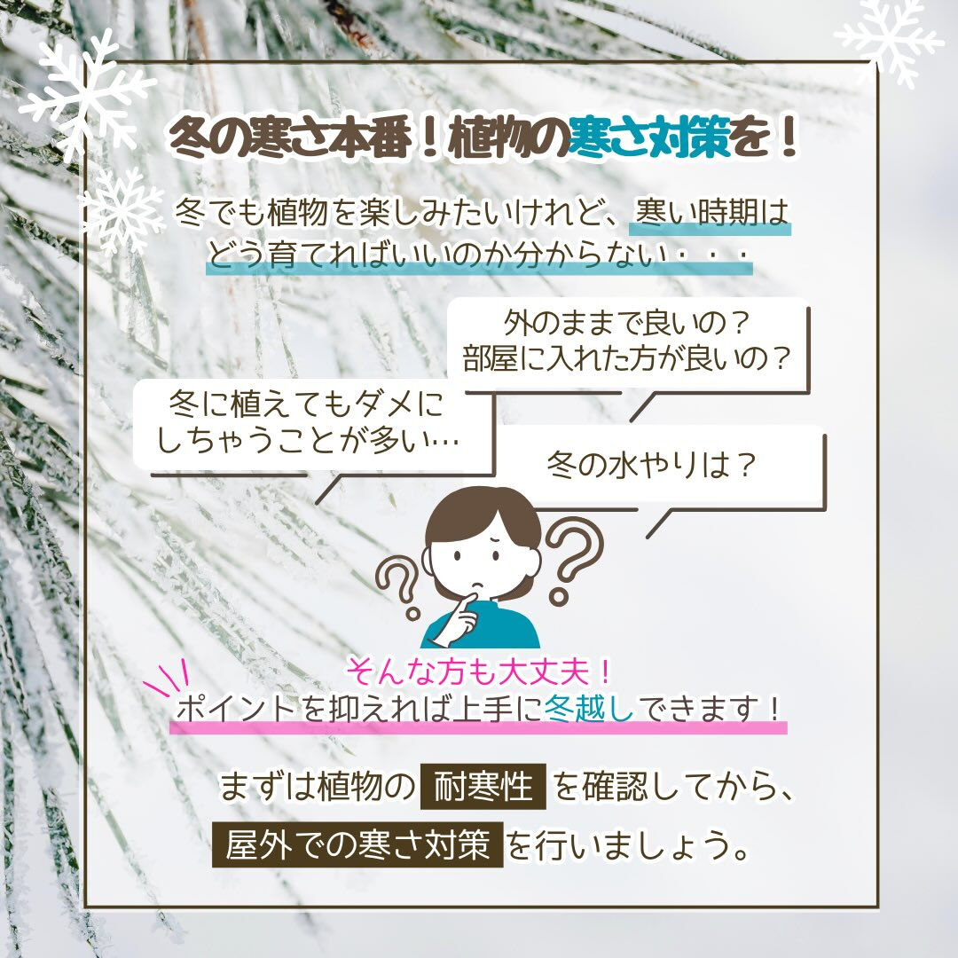 冬季の園芸作業は「冬の寒さ対策」です❄️