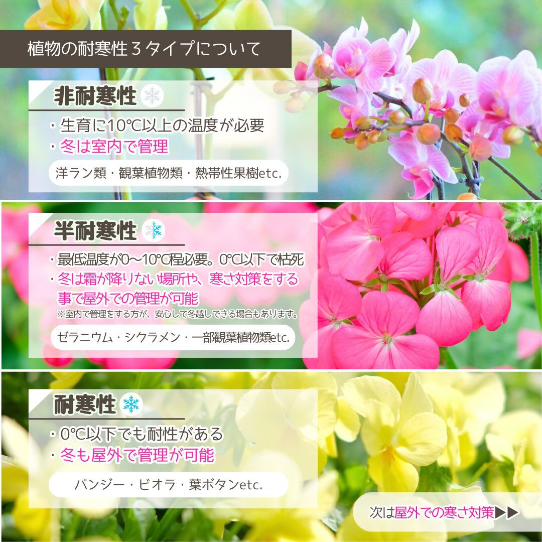 冬季の園芸作業は「冬の寒さ対策」です❄️