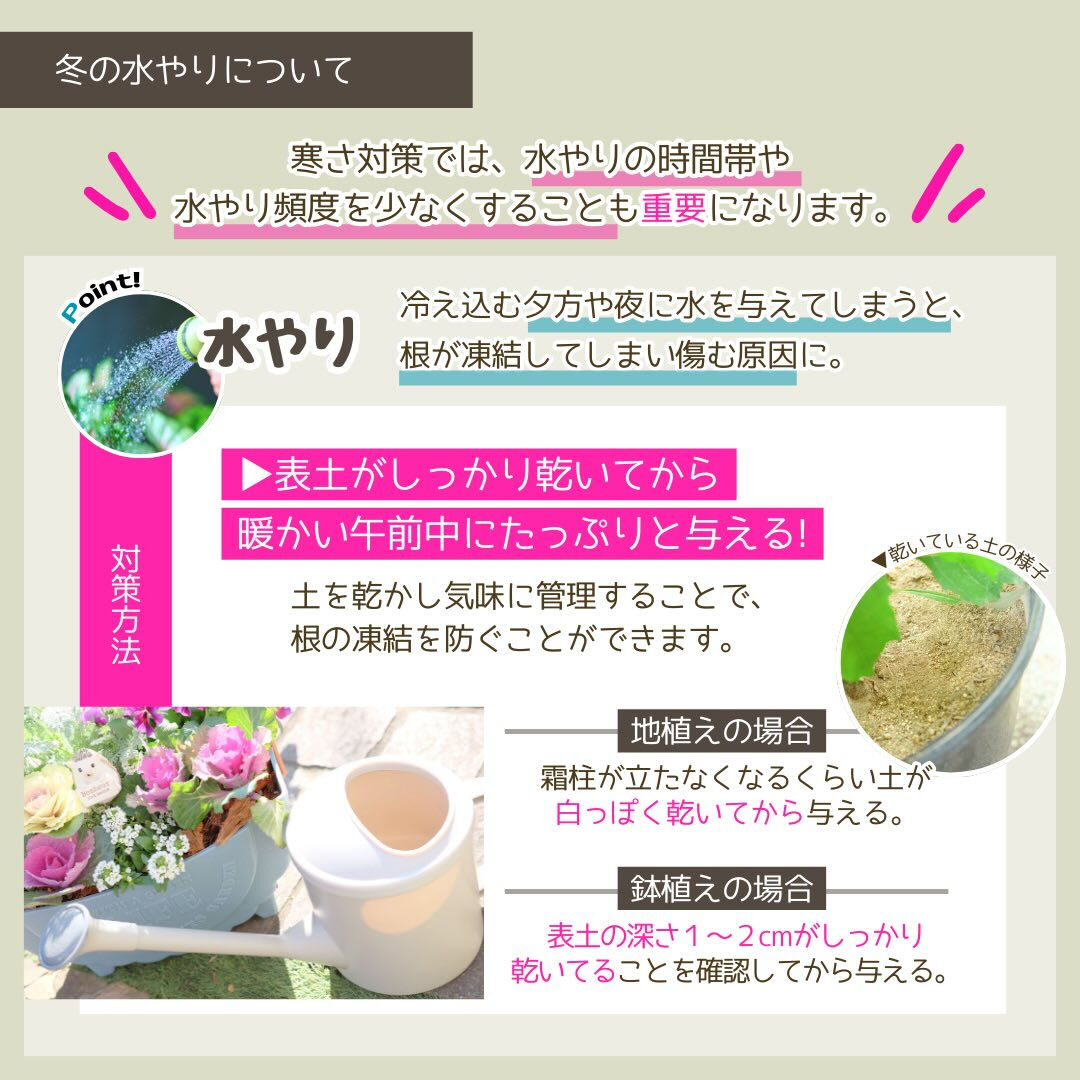 冬季の園芸作業は「冬の寒さ対策」です❄️