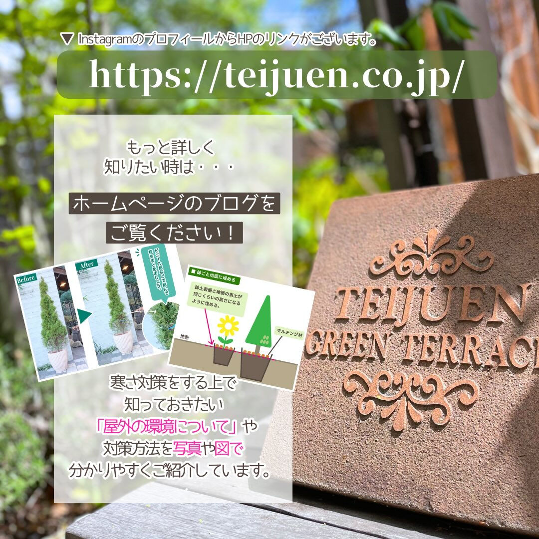 冬季の園芸作業は「冬の寒さ対策」です❄️
