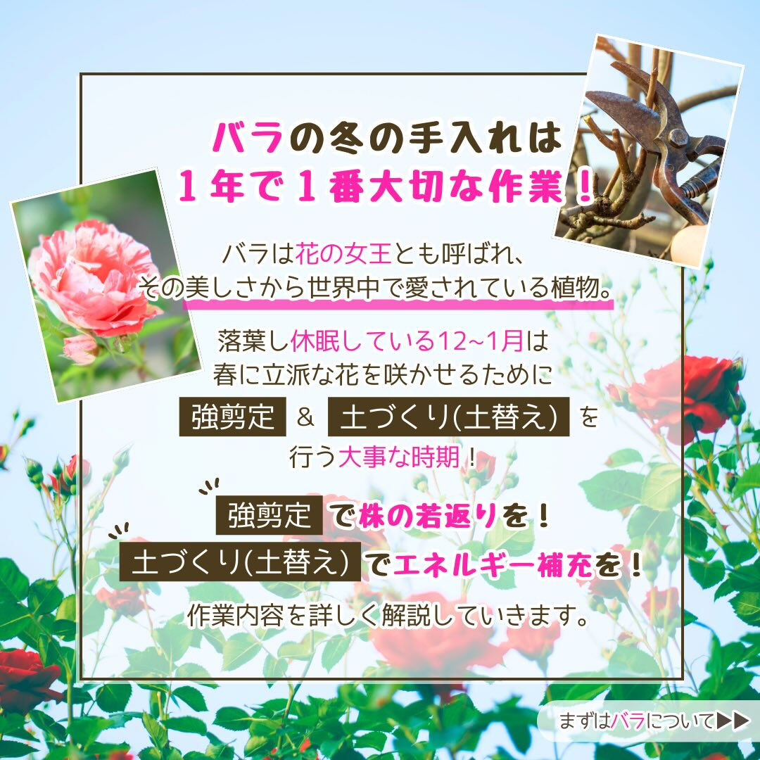 1月の園芸作業は「バラの冬の手入れ」です🌹