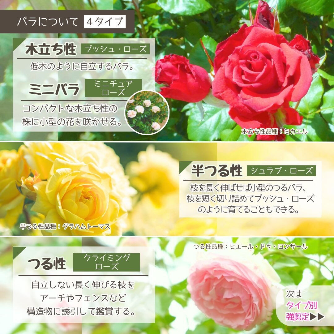1月の園芸作業は「バラの冬の手入れ」です🌹