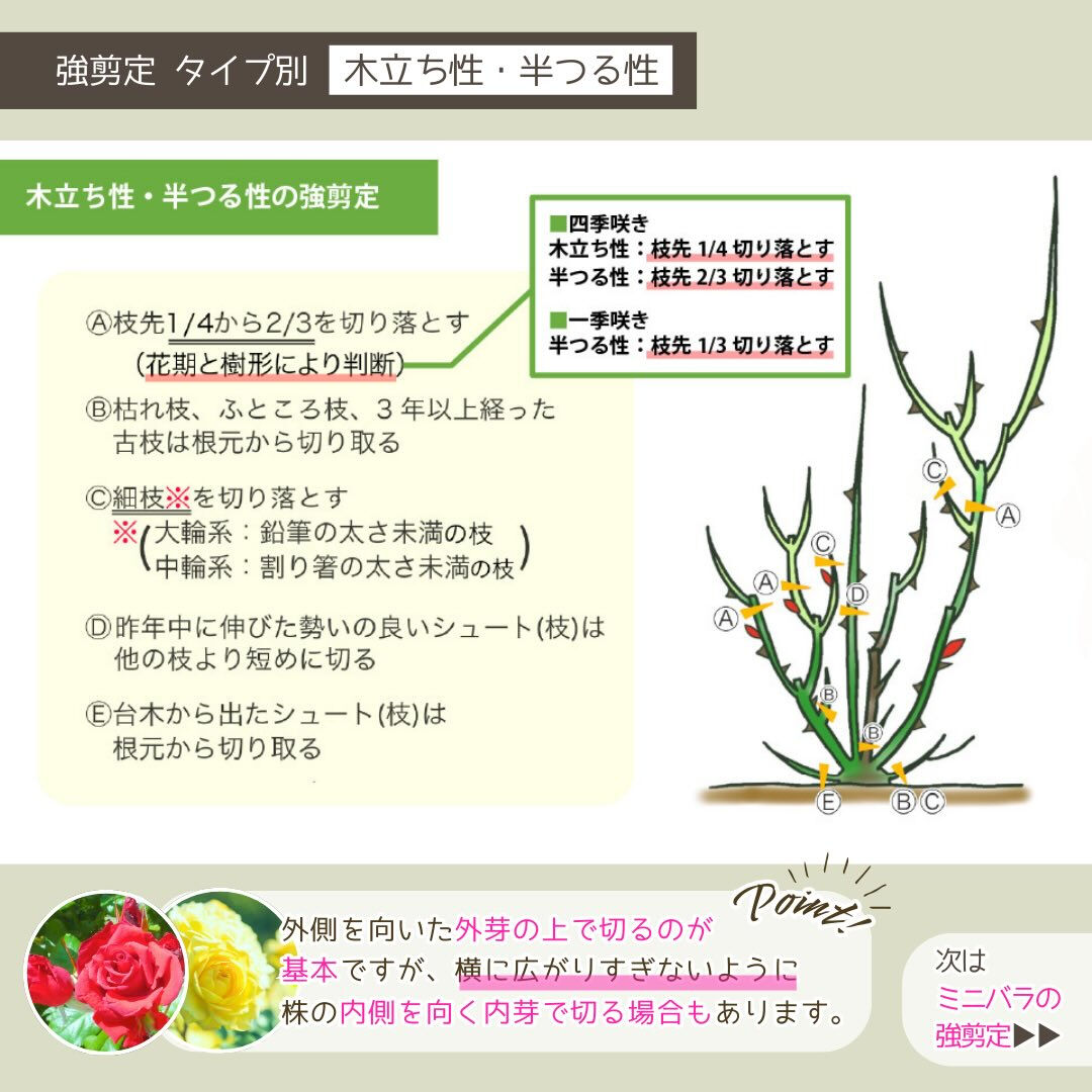 1月の園芸作業は「バラの冬の手入れ」です🌹
