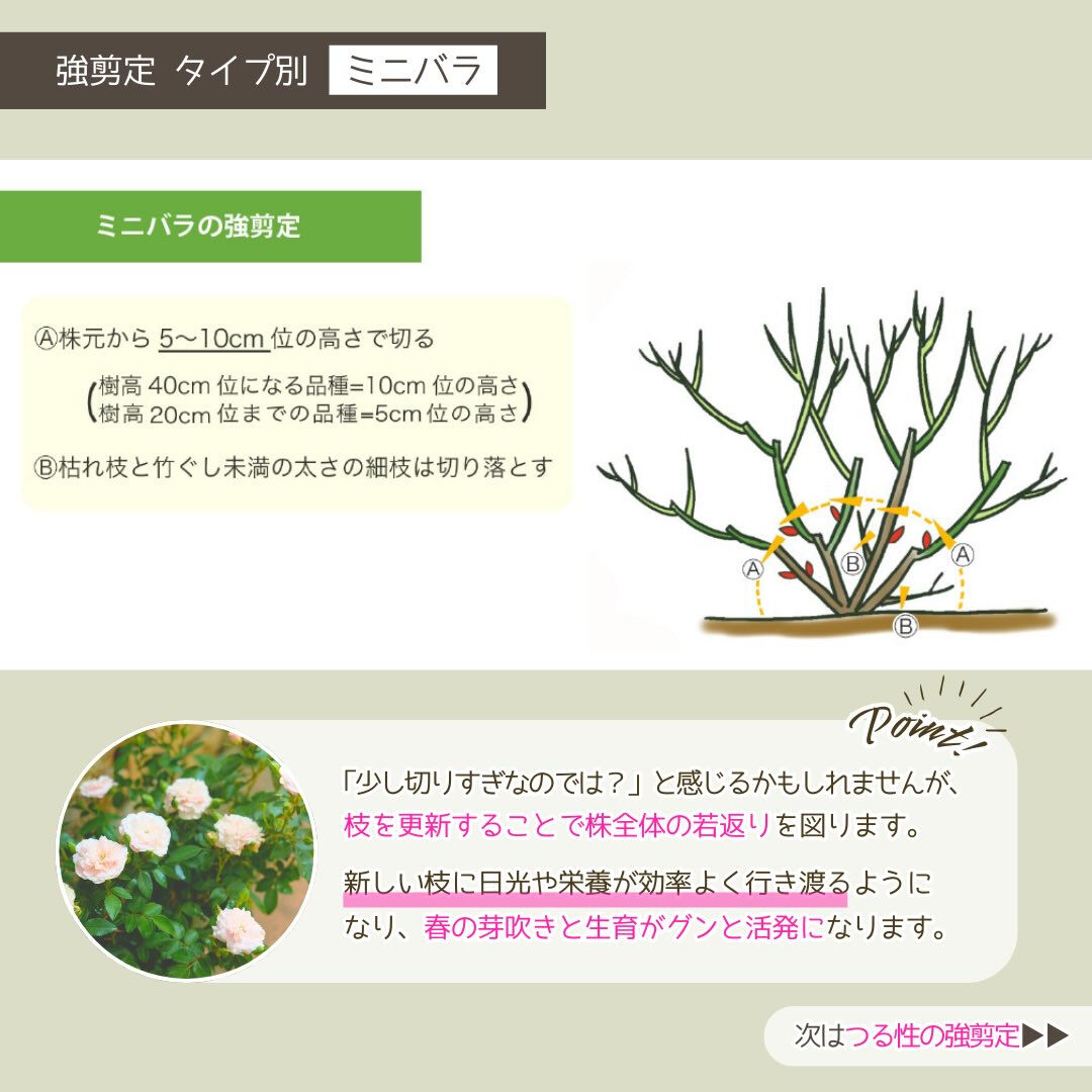 1月の園芸作業は「バラの冬の手入れ」です🌹