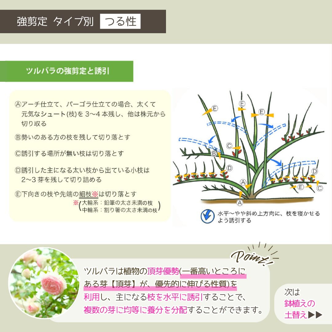 1月の園芸作業は「バラの冬の手入れ」です🌹