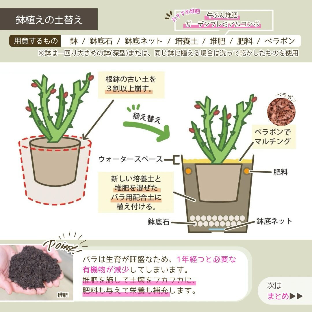 1月の園芸作業は「バラの冬の手入れ」です🌹