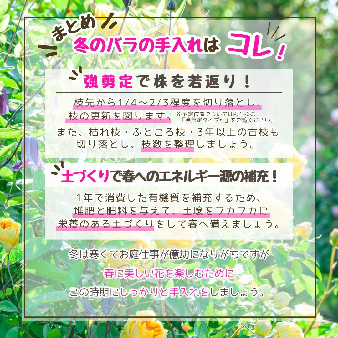 1月の園芸作業は「バラの冬の手入れ」です🌹