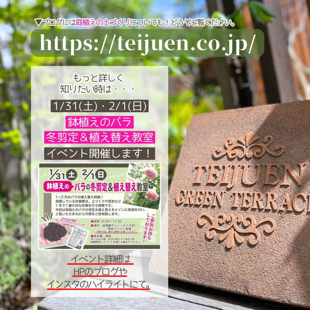 1月の園芸作業は「バラの冬の手入れ」です🌹