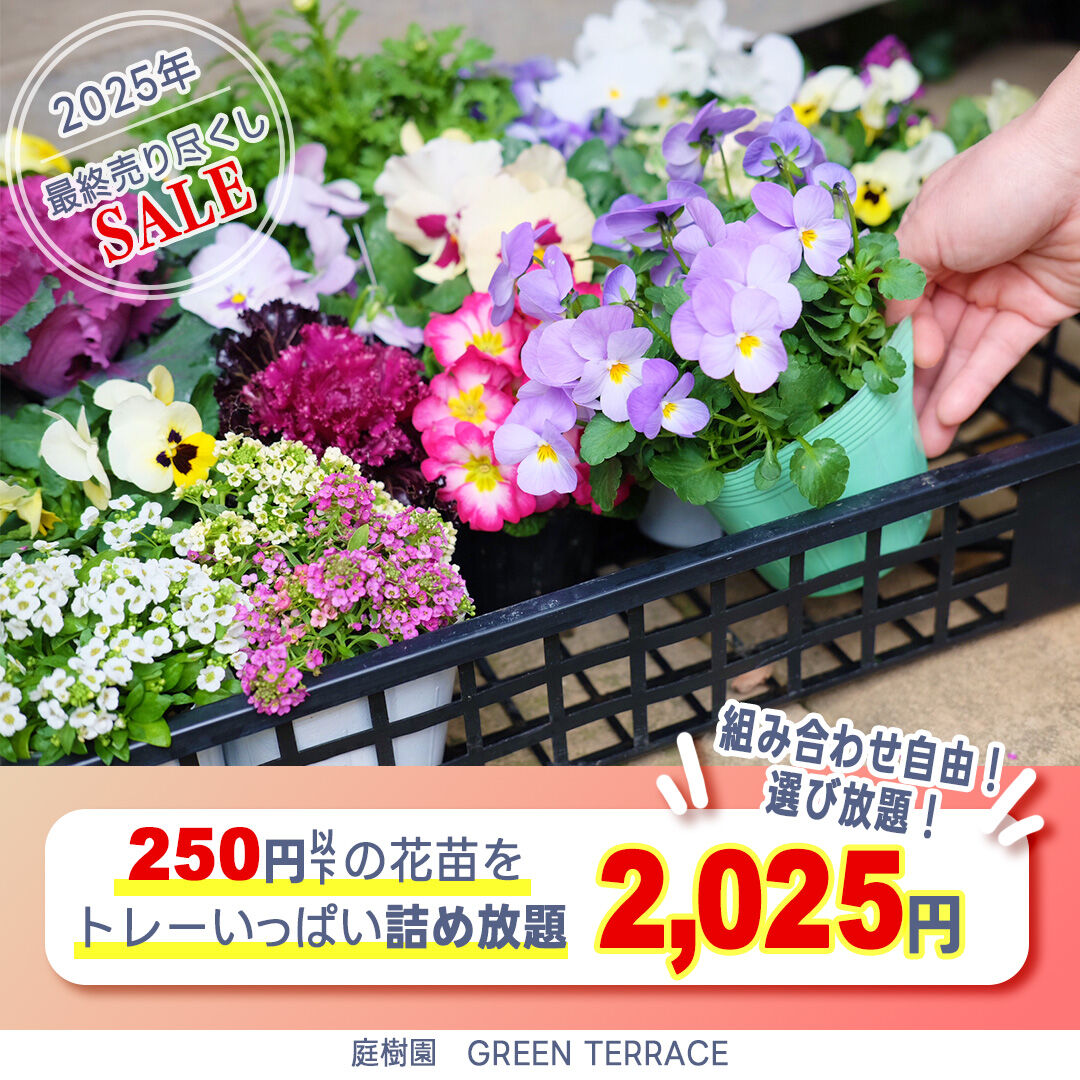 年末売り尽くしSALE！トレー詰め放題やります！
