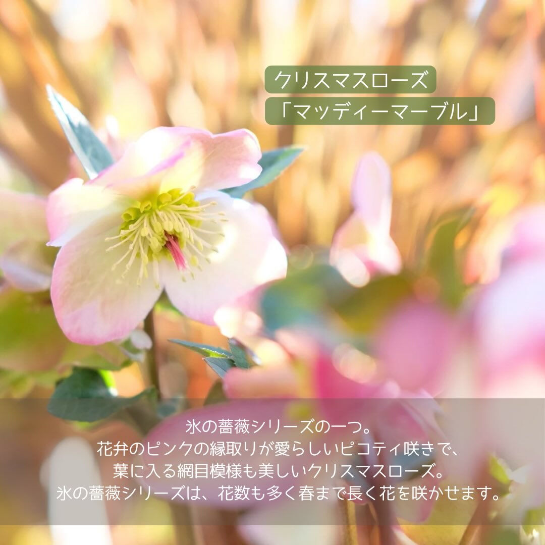 寒い日がまだまだ厳しいこの季節