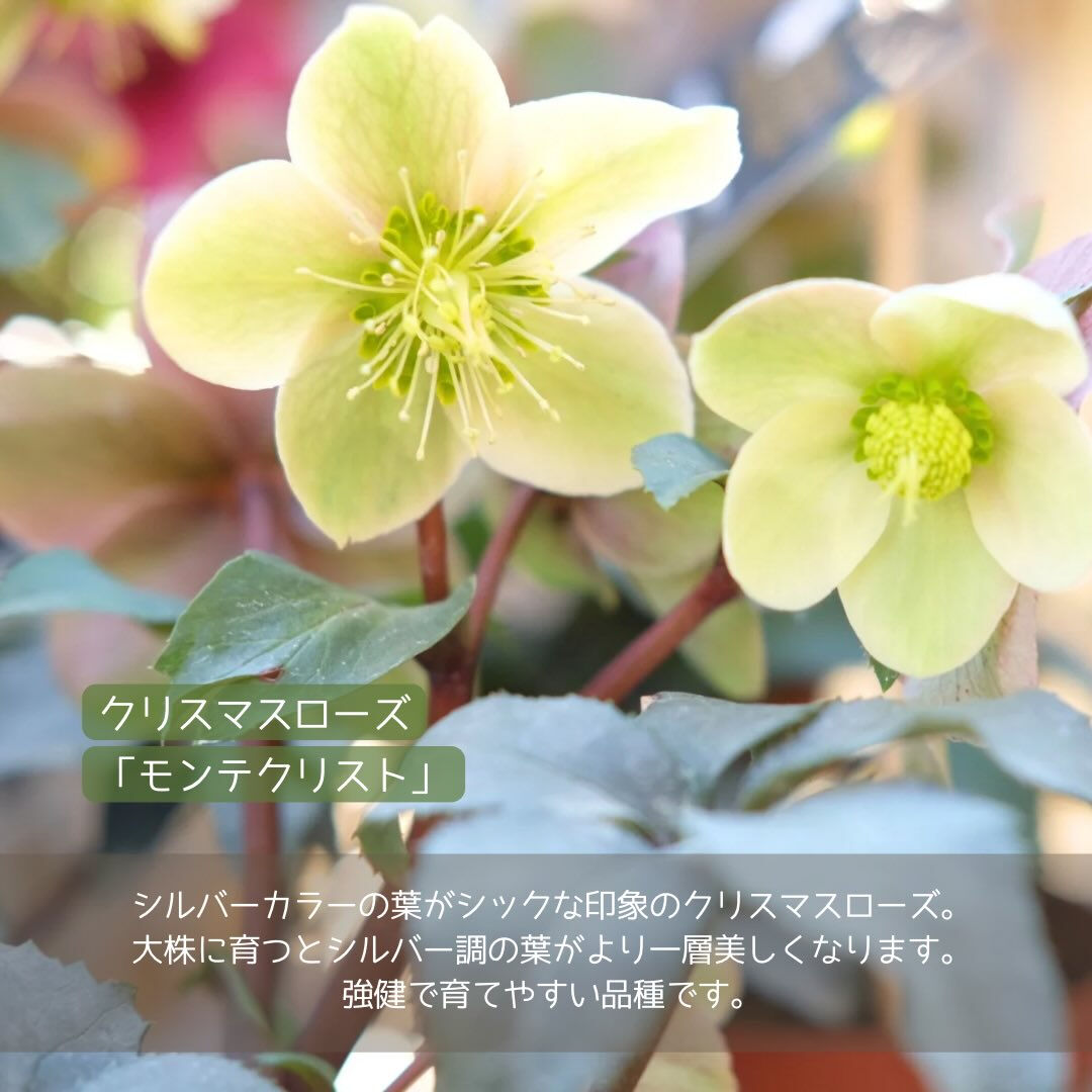 寒い日がまだまだ厳しいこの季節
