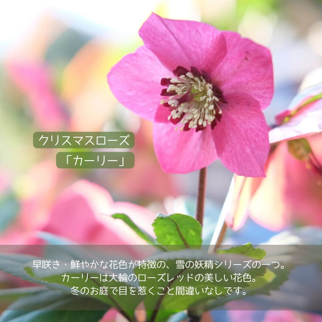 寒い日がまだまだ厳しいこの季節