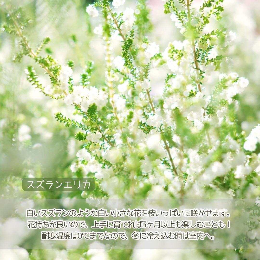 寒い日がまだまだ厳しいこの季節