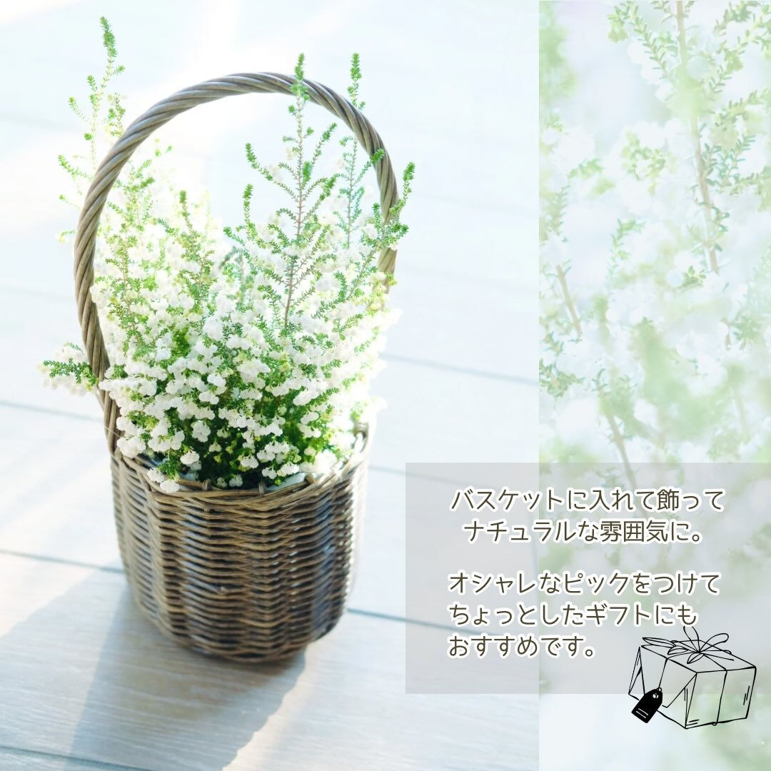 寒い日がまだまだ厳しいこの季節