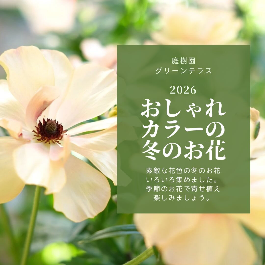 ステキな花色の#冬の花 を集めてみました✨