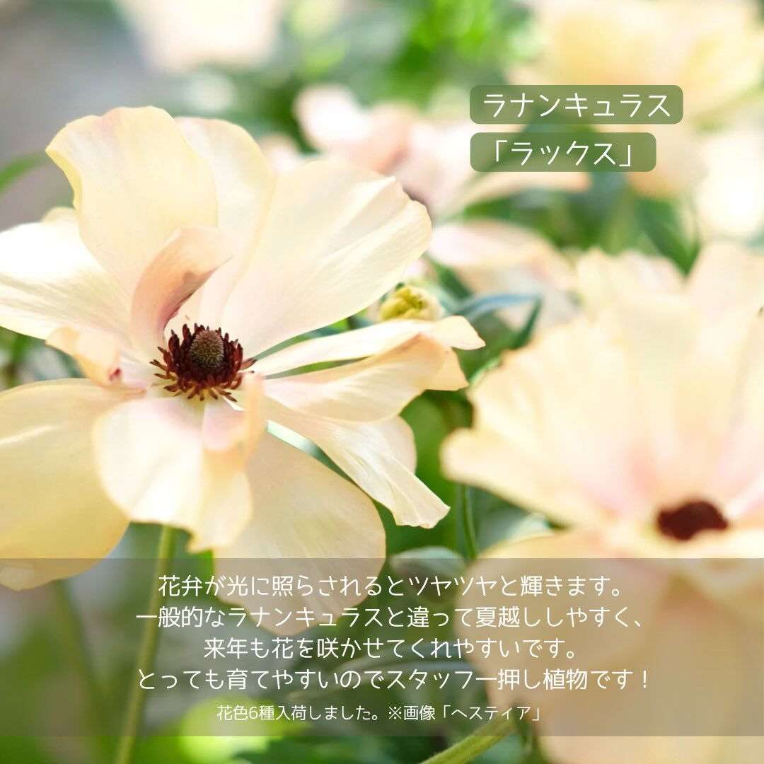 ステキな花色の#冬の花 を集めてみました✨