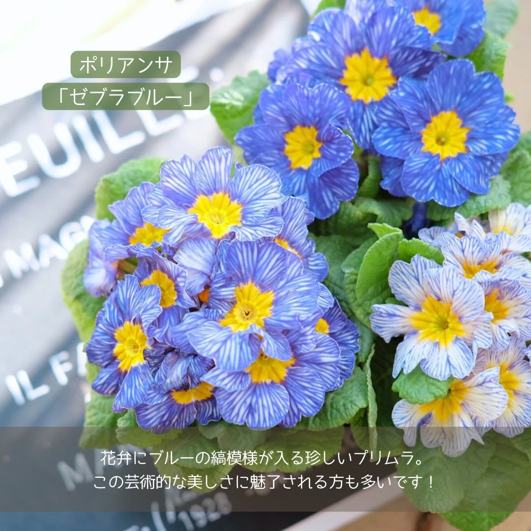 ステキな花色の#冬の花 を集めてみました✨