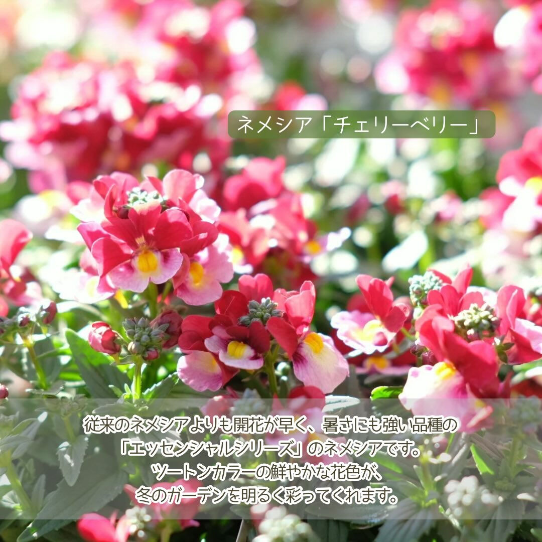 ステキな花色の#冬の花 を集めてみました✨