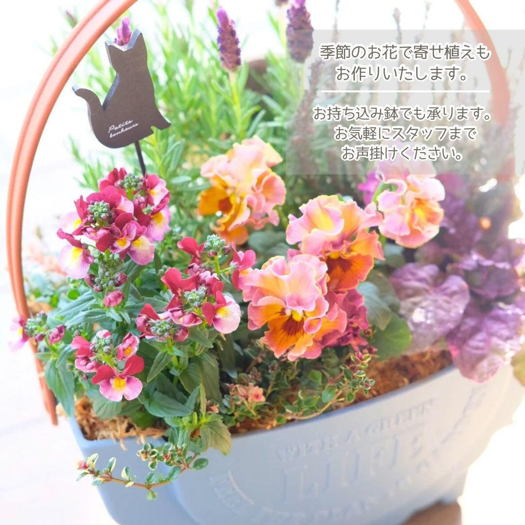 ステキな花色の#冬の花 を集めてみました✨
