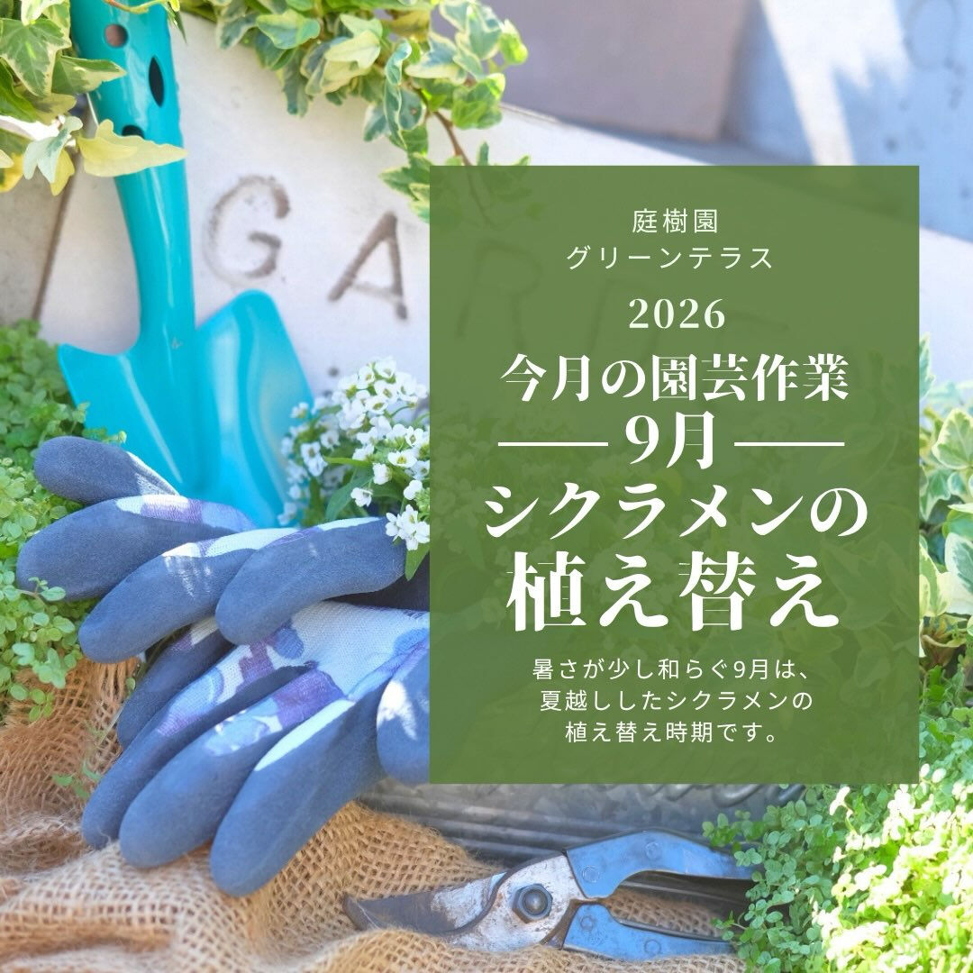 9月の園芸作業は「シクラメンの植え替え」です🪴