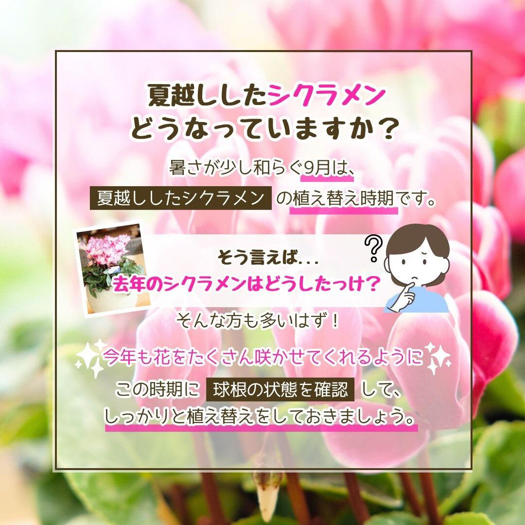 9月の園芸作業は「シクラメンの植え替え」です🪴