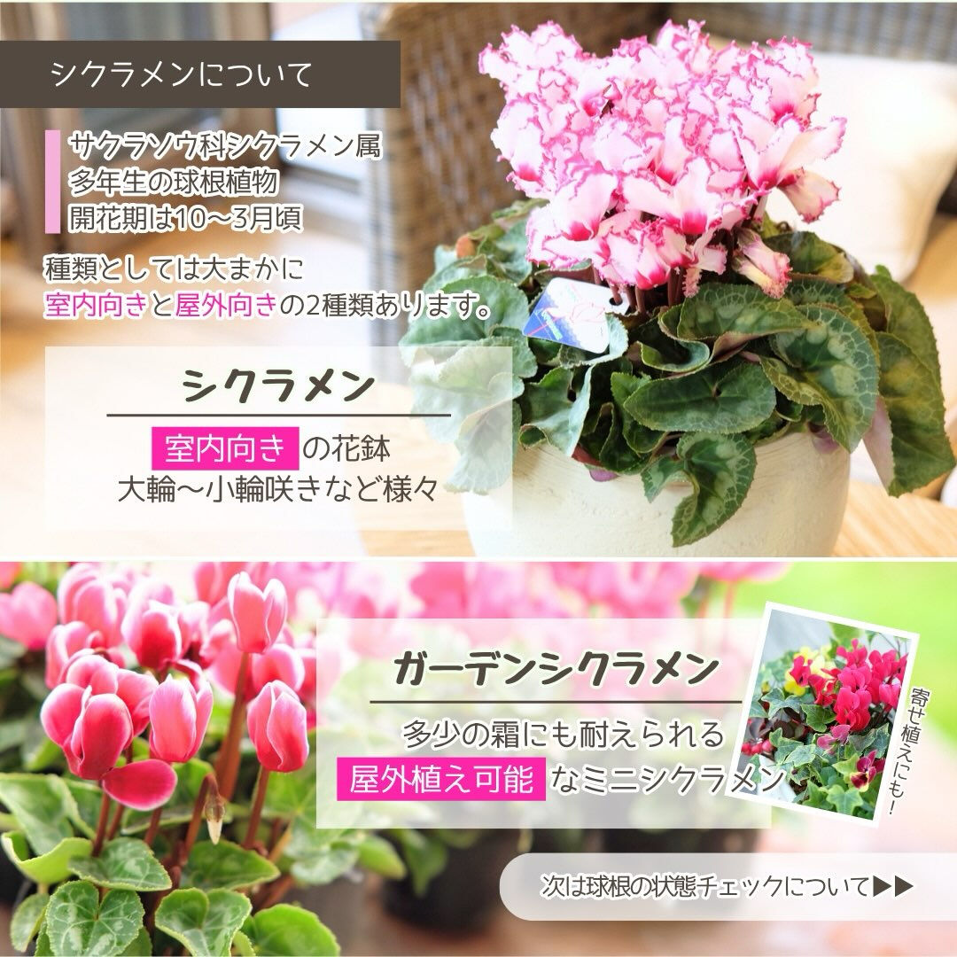 9月の園芸作業は「シクラメンの植え替え」です🪴