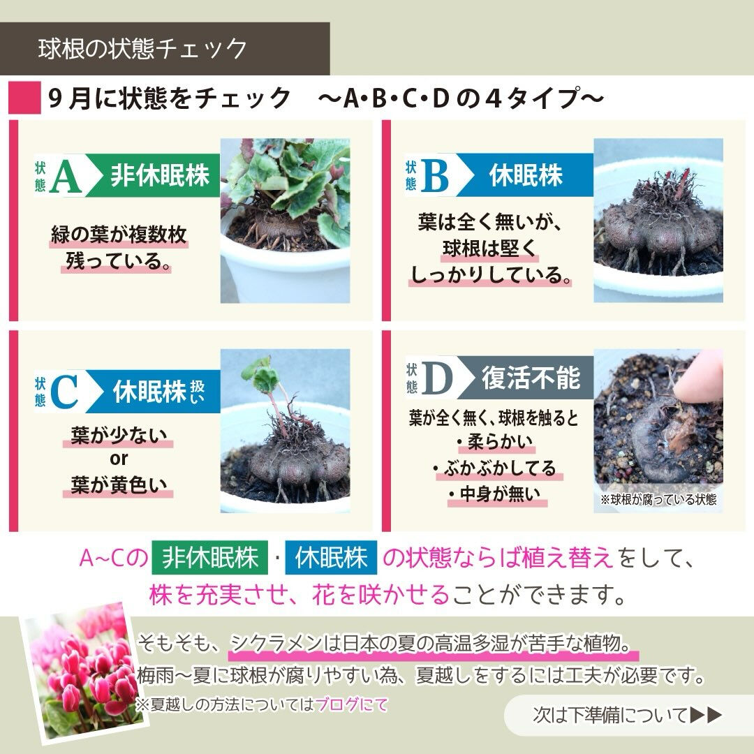 9月の園芸作業は「シクラメンの植え替え」です🪴