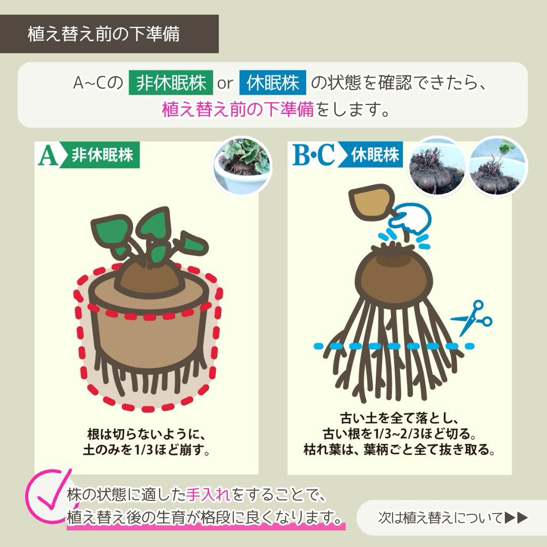 9月の園芸作業は「シクラメンの植え替え」です🪴