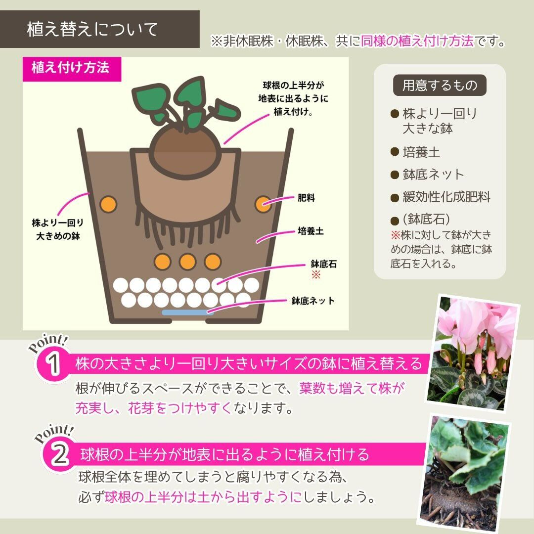 9月の園芸作業は「シクラメンの植え替え」です🪴