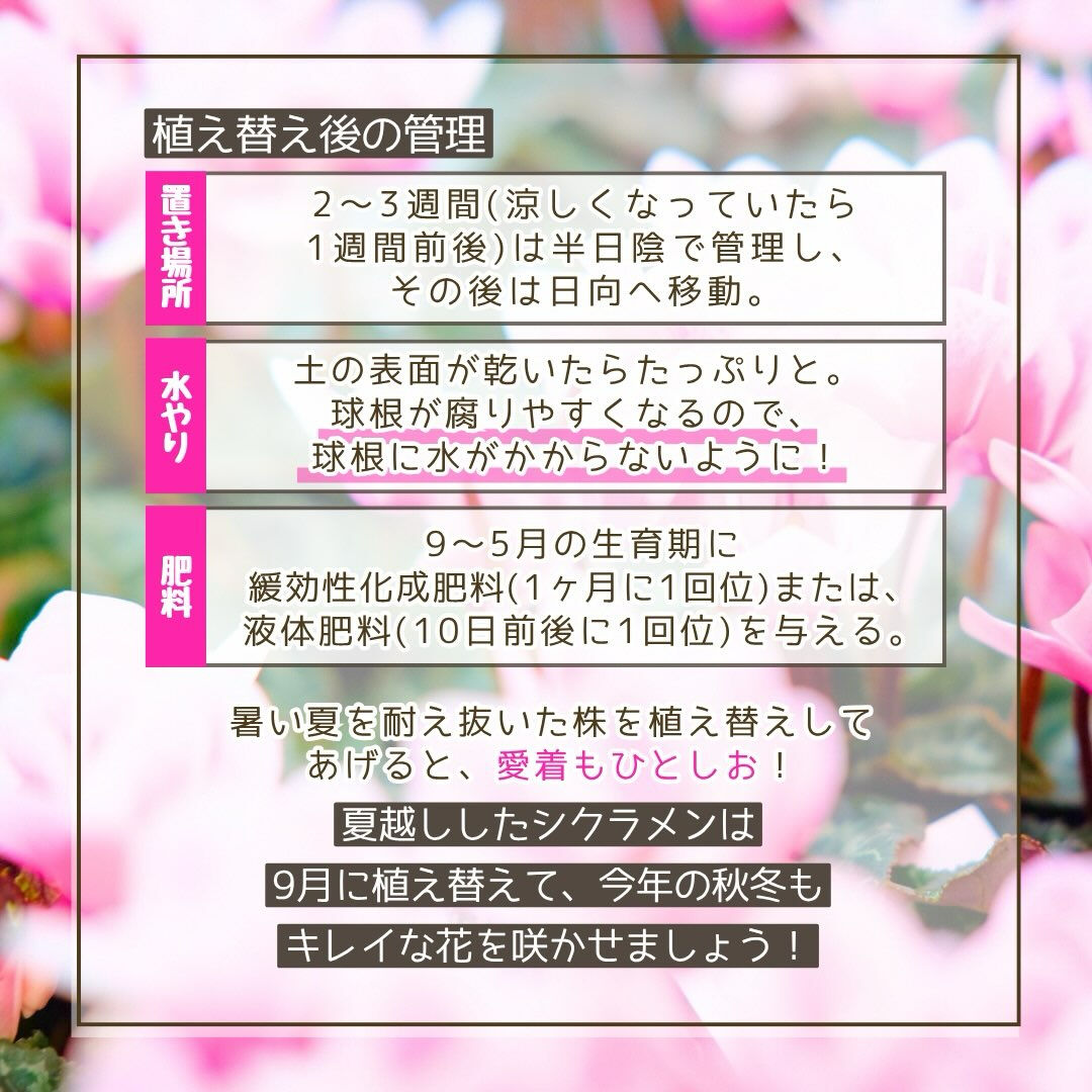 9月の園芸作業は「シクラメンの植え替え」です🪴