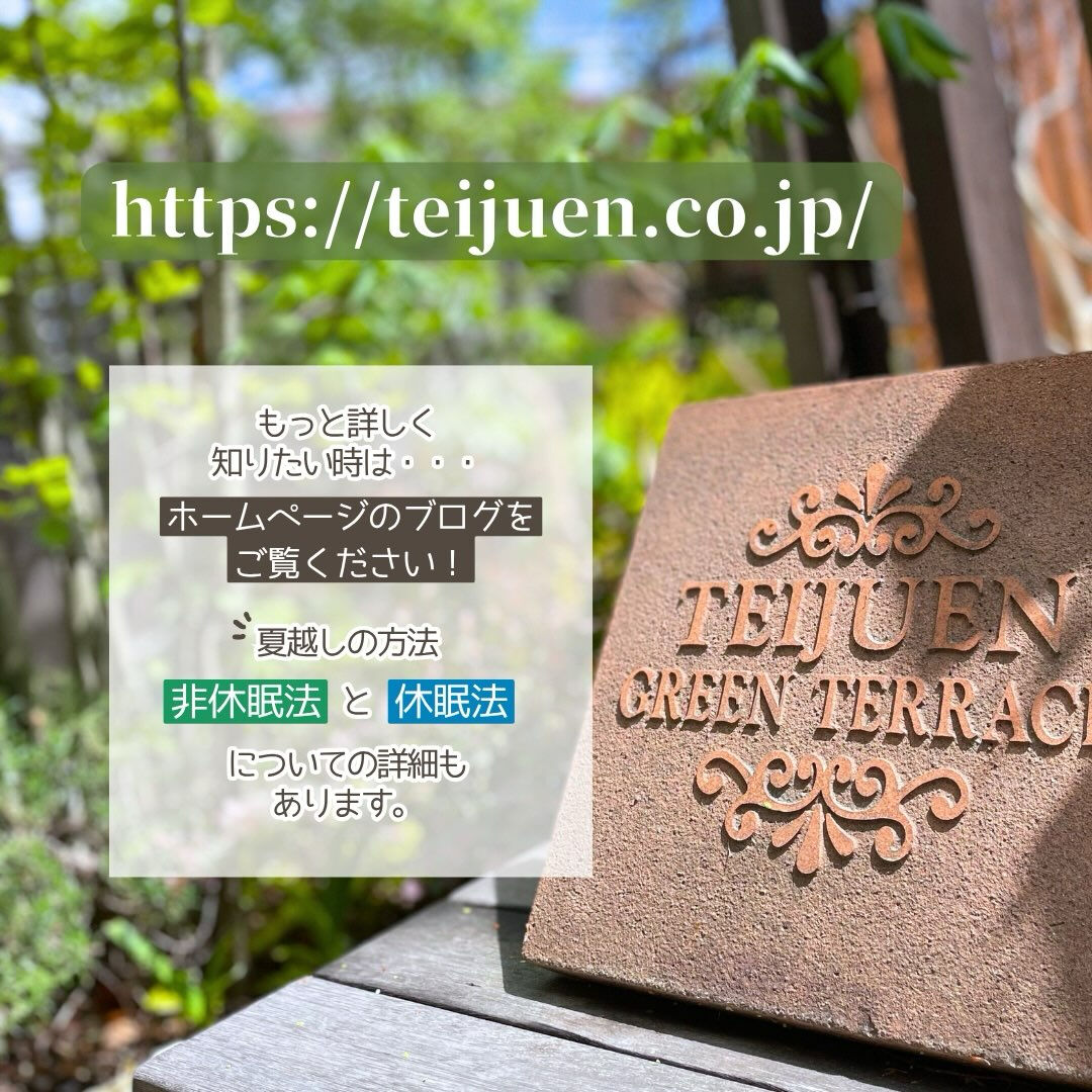 9月の園芸作業は「シクラメンの植え替え」です🪴