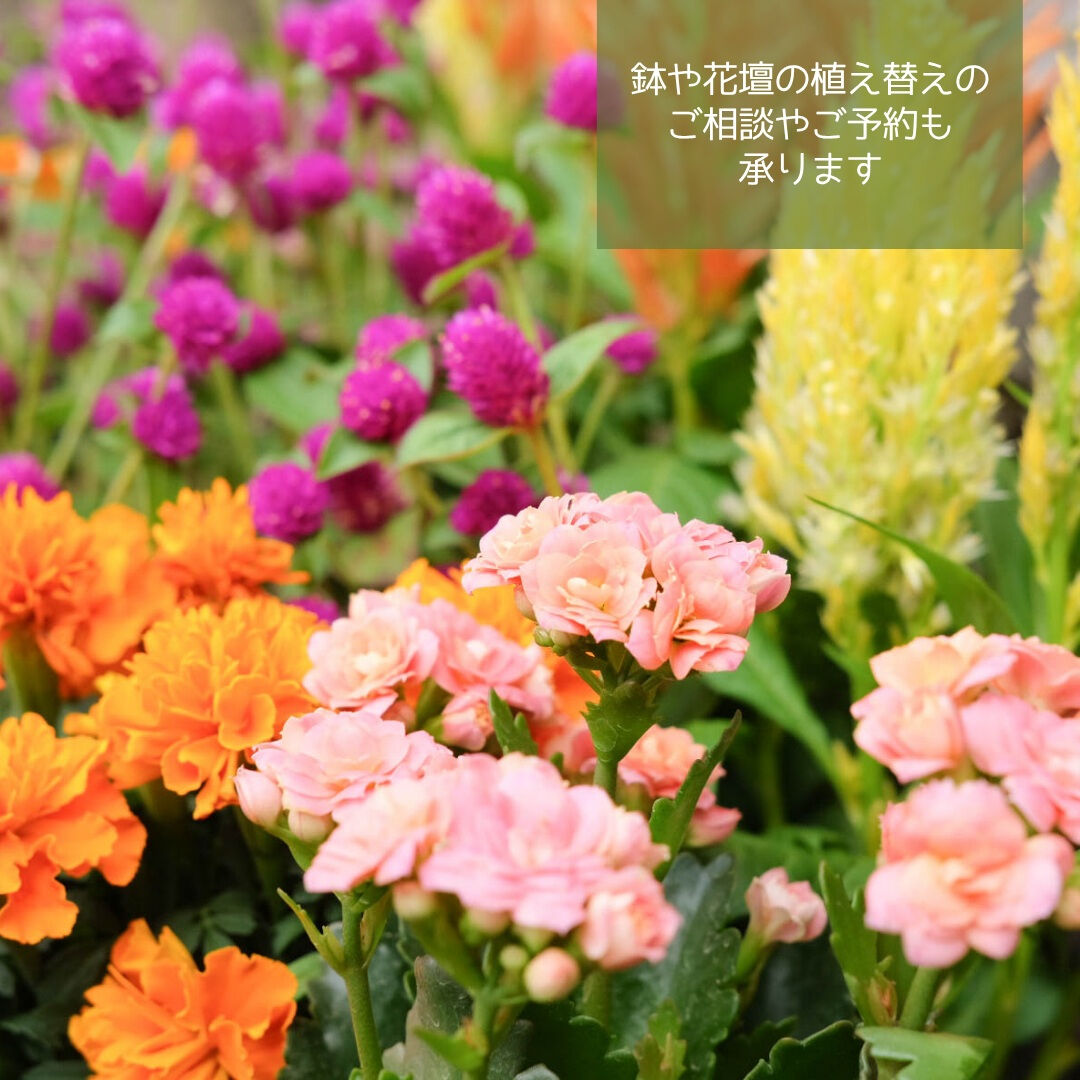 📣園芸店1日限定営業のお知らせ