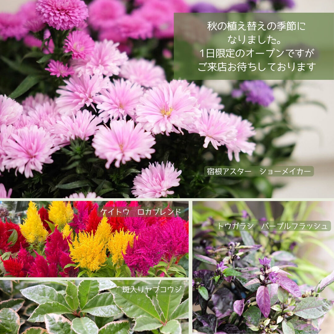 📣園芸店1日限定営業のお知らせ