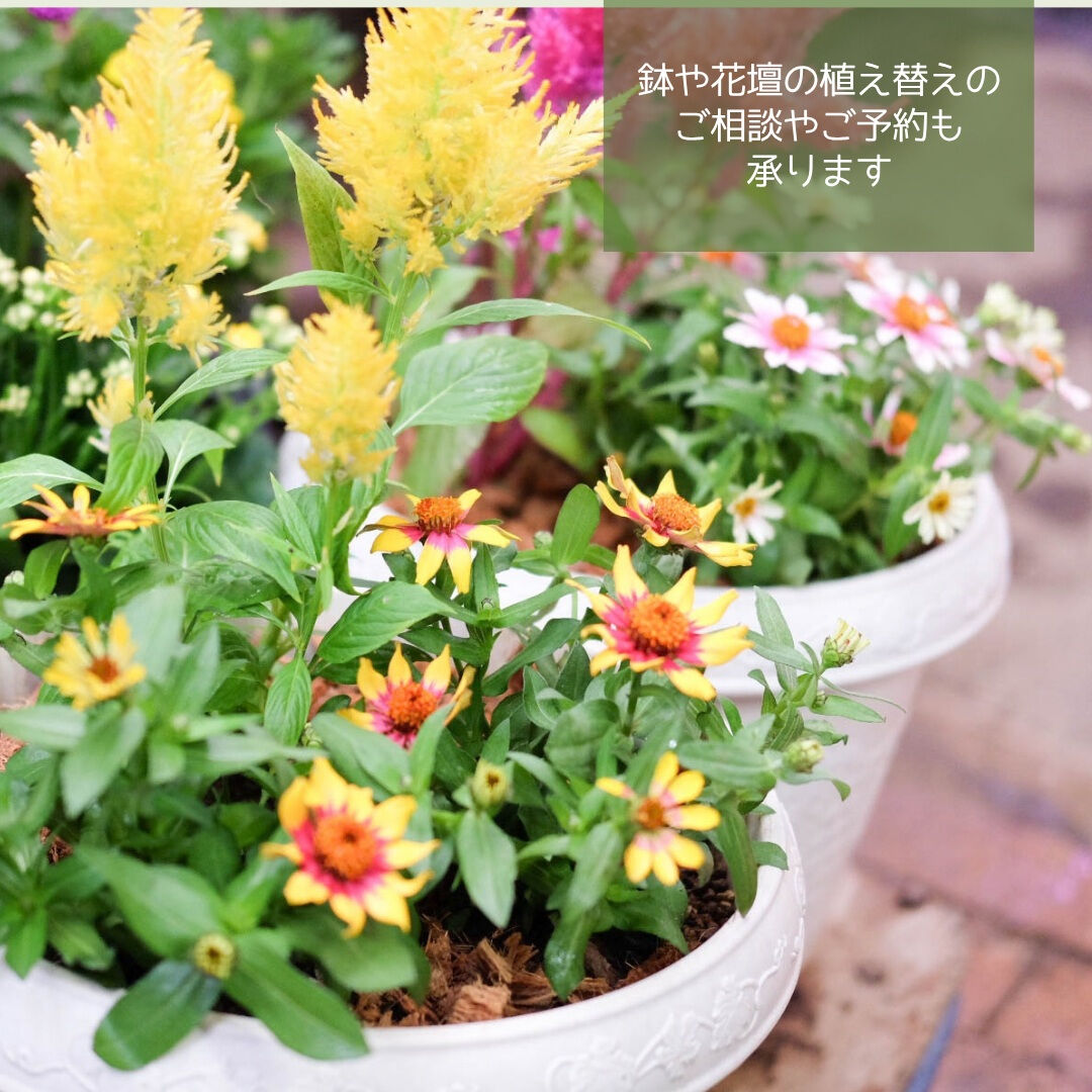 📣園芸店1日限定営業のお知らせ