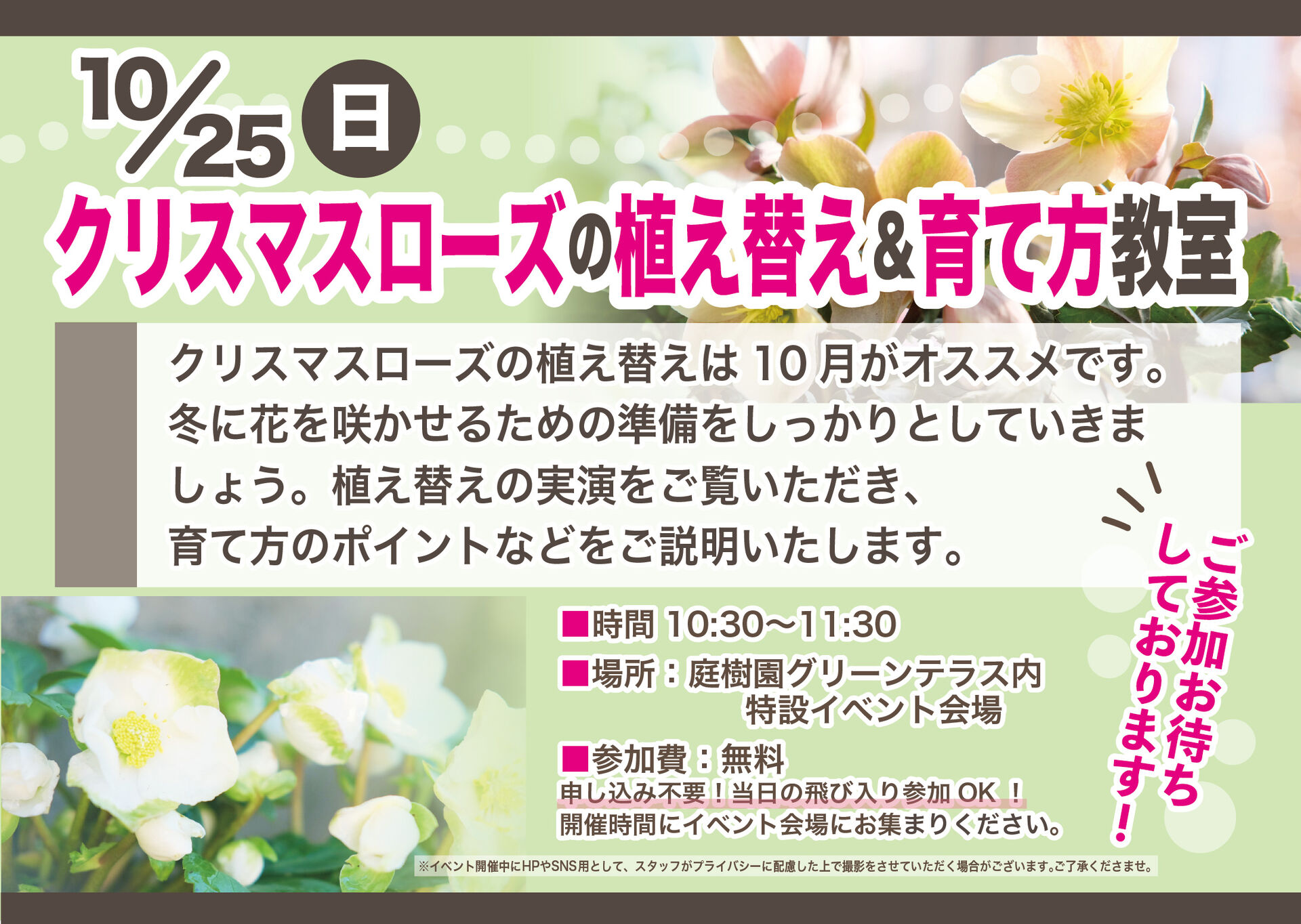 10月25日(日)はクリスマスローズの植え替え＆育て方教室を開催します！